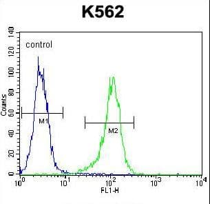 LIPC / Hepatic Lipase Antibody (aa310-338)