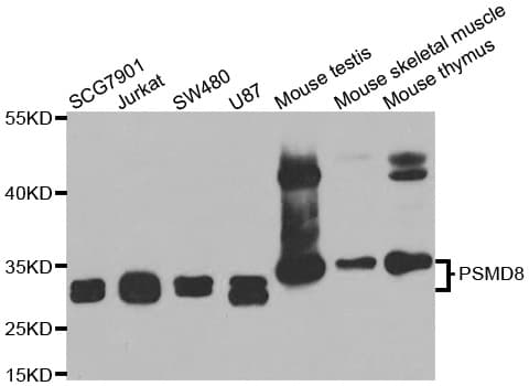 PSMD8 / RPN12 Antibody