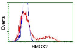 HMOX2 / Heme Oxygenase 2 Antibody (clone OTI4E10)