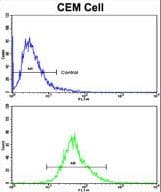 KLRD1 / CD94 Antibody (aa31-57)