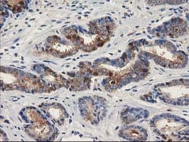 ALDH1A3 Antibody (aa1-100, clone OTI4E8, Carrier-free)