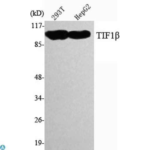 TRIM28 / KAP1 Antibody