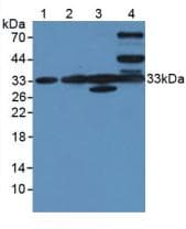 CLIC1 / NCC27 Antibody (aa79-241, PE)