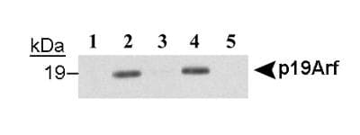 p19ARF (Mouse Cdkn2a) Antibody (aa54-75, clone 12A11)