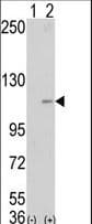KDM1A / LSD1 Antibody (aa457-490)