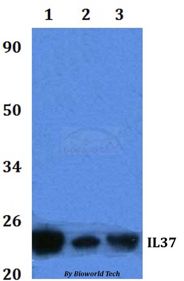 IL37 Antibody