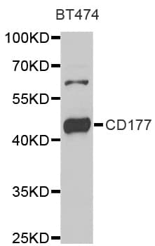 IHC-plus™ CD177 Antibody