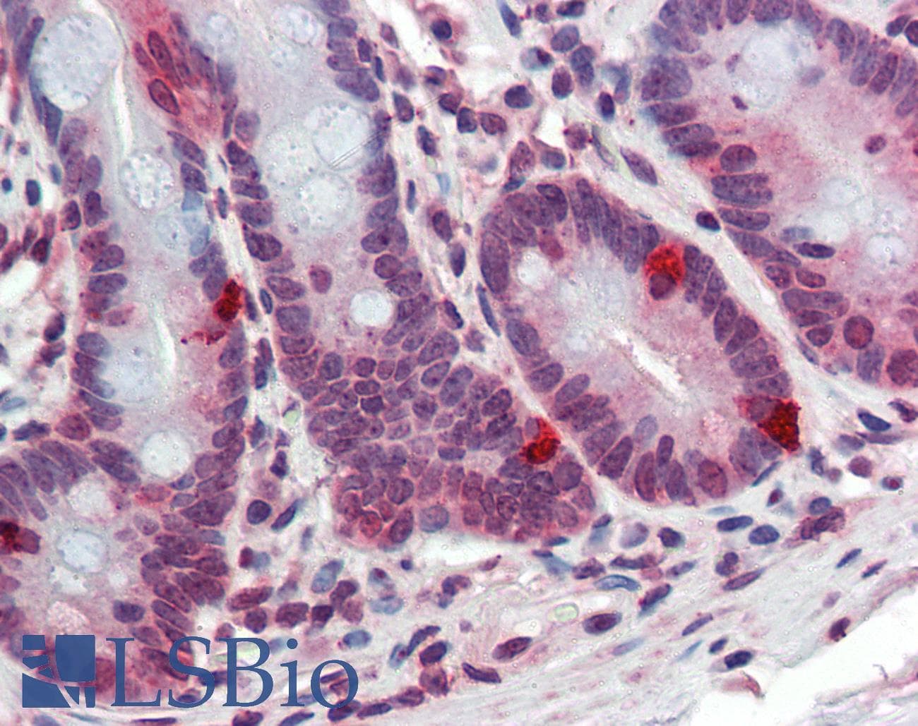 IHC-plus™ ARL2 Antibody