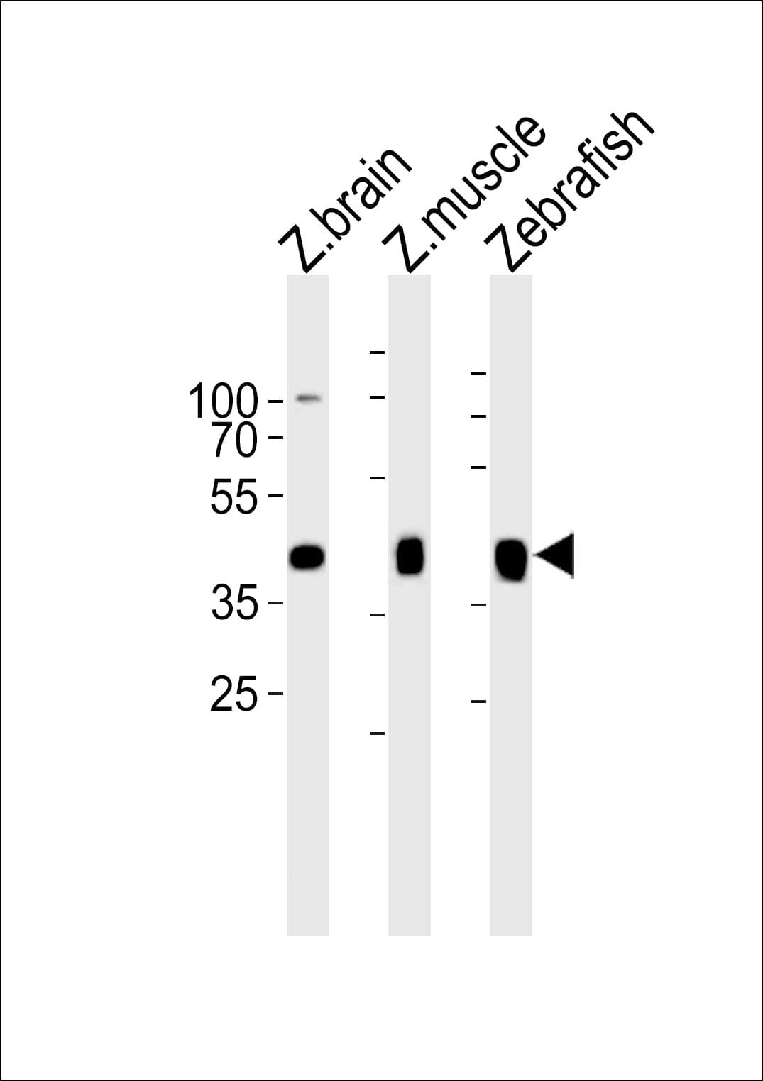 mylipb Antibody (aa440-475)