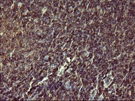 CD45 / LCA Antibody (clone OTI3C8)