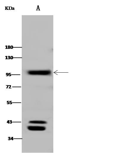 MME / CD10 Antibody (aa52-750, Preservative Free)