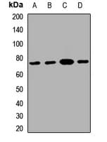 Polyclonal Rabbit anti-Human GATAD2B Antibody (WB)