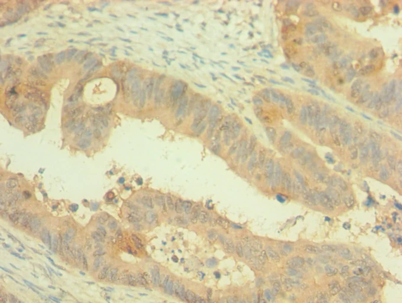 PAX4 Antibody (aa50-200)