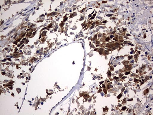 PTGES3 / p23 Antibody (clone OTI2D2)