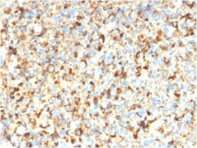 CD63 Antibody (clone rMX-49.129.5, Azide-free, Carrier-free)
