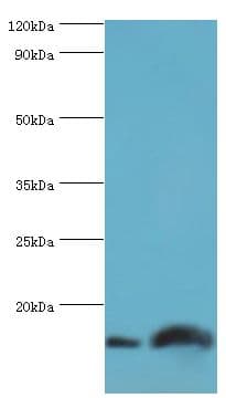 Polyclonal Rabbit anti-Human NEDD8 Antibody (aa1-81, WB)