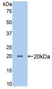 ANGPTL4 Antibody (aa227-389)