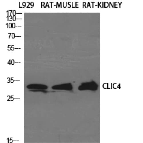 CLIC4 Antibody (1-80 aa, N-terminal)