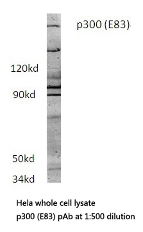 Polyclonal Rabbit anti-Human EP300 / p300 Antibody (Glu83, IHC, WB)