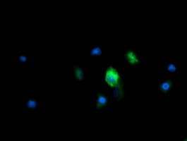 MRPS34 Antibody (clone OTI4E8, Carrier-free)