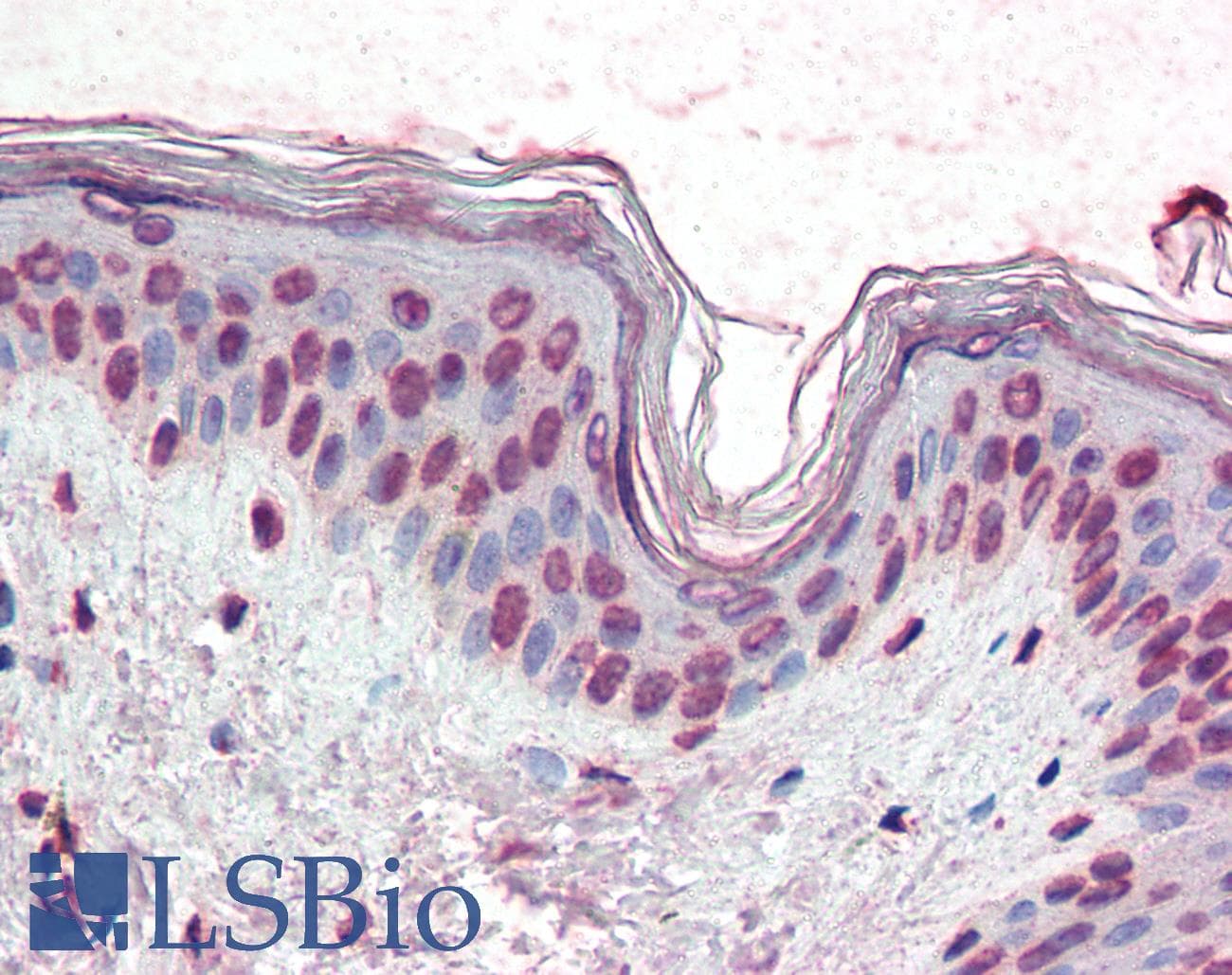 IHC-plus™ Monoclonal Mouse anti-Human XBP1 Antibody (clone 9B7E5, IHC, IF, WB)