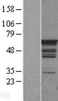 PTBP1 Protein (Over-Expression Lysate Myc-DDK (Flag))
