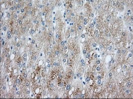 PDE4A / PDE4 Antibody (clone OTI5C6)