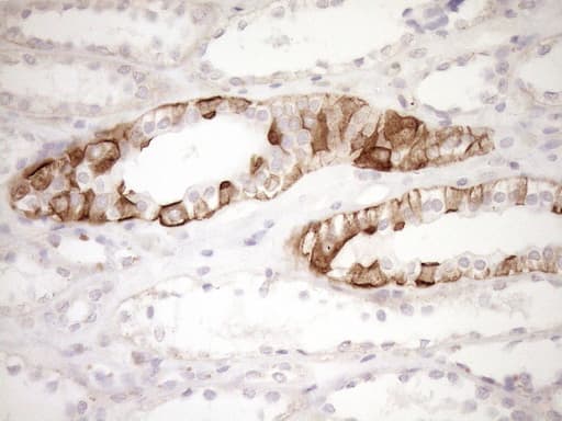 Monoclonal Mouse anti-Human EPLIN Antibody (clone OTI6F7, Carrier-free, aa1-275, IHC, WB)