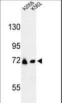 GFPT2 Antibody (aa175-201)