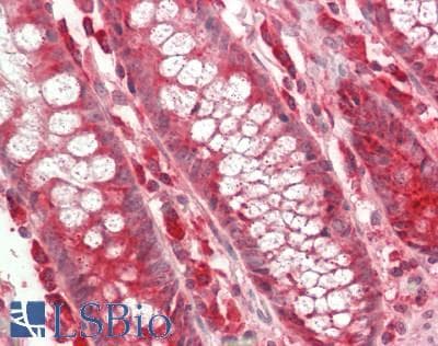 MRPL54 Antibody (Biotin)