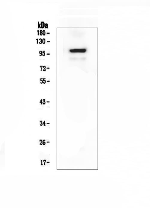 DLG4 / PSD95 Antibody (aa492-507)