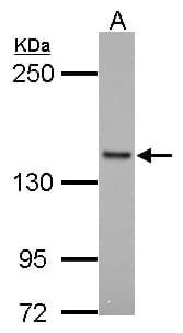 FMNL1 Antibody (aa631-903)