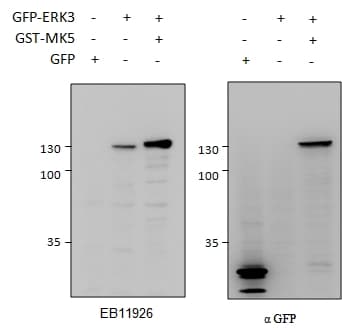 IHC-plus™ MAPK6 / ERK3 Antibody (aa683-694)