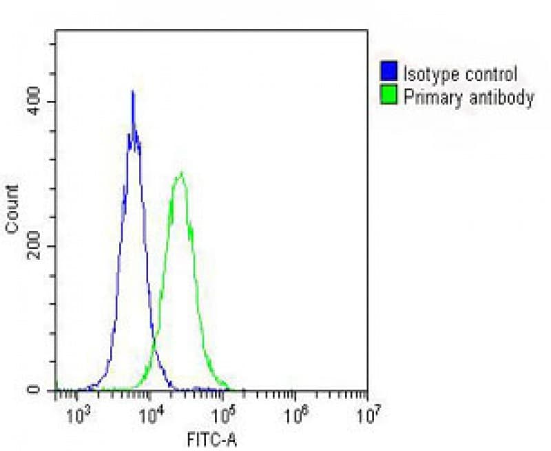 GALC / Galactocerebrosidase Antibody (N-Terminus)