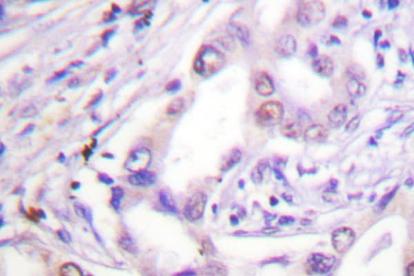Polyclonal Rabbit anti-Human CDC6 Antibody (Val48, IHC, WB)