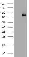 AFAP1 / AFAP Antibody (aa100-386, clone OTI2D1, Carrier-free)
