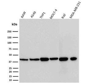 Monoclonal Mouse anti-Human CD274 / B7-H1 / PD-L1 Antibody (clone PDL1/2746, IHC, IF, WB)