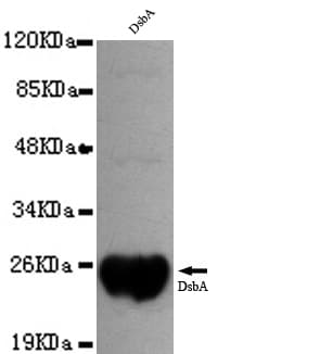 dsbA Antibody