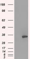 Monoclonal Mouse anti-Human PRKY Antibody (clone OTI2E9, Carrier-free, IHC, IF, WB)