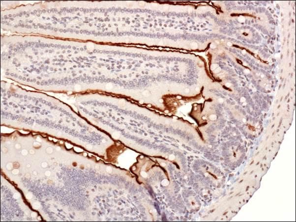 UBE2E1 / UBCH6 Antibody (Biotin)