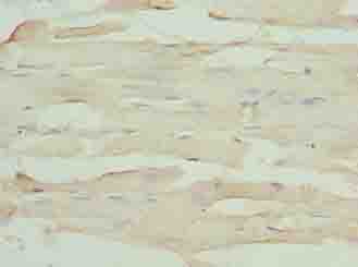 Polyclonal Rabbit anti-Human FAM168B Antibody (IHC)