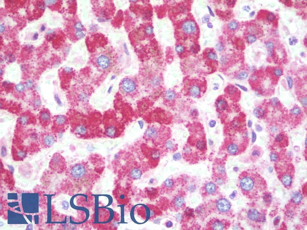 IHC-plus™ SHBG Antibody (clone 5E6)