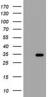 THAP6 Antibody (clone OTI1F6)