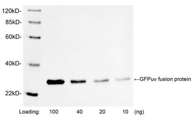 Polyclonal Rabbit anti-Human GFP Antibody (WB)