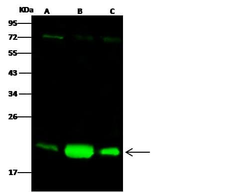 BID Antibody (Preservative Free)