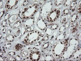 POGK Antibody (clone OTI2G8)