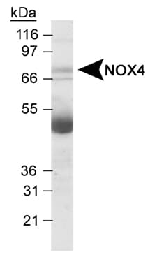 NOX4 Antibody (aa100-200, DY488)