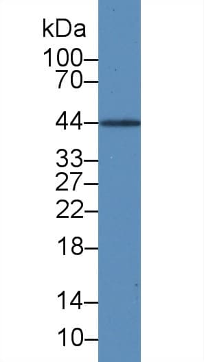IL19 Antibody (APC)