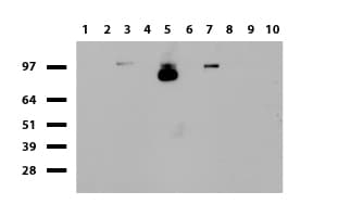 NCAM / CD56 Antibody (aa20-718, clone UMAB192, Carrier-free)