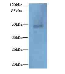 Polyclonal Rabbit anti-Human RBBP7 / RbAp46 Antibody (WB)